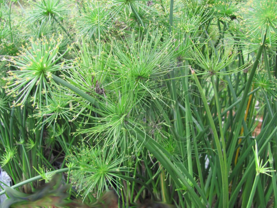 Циперус альтернифолиус