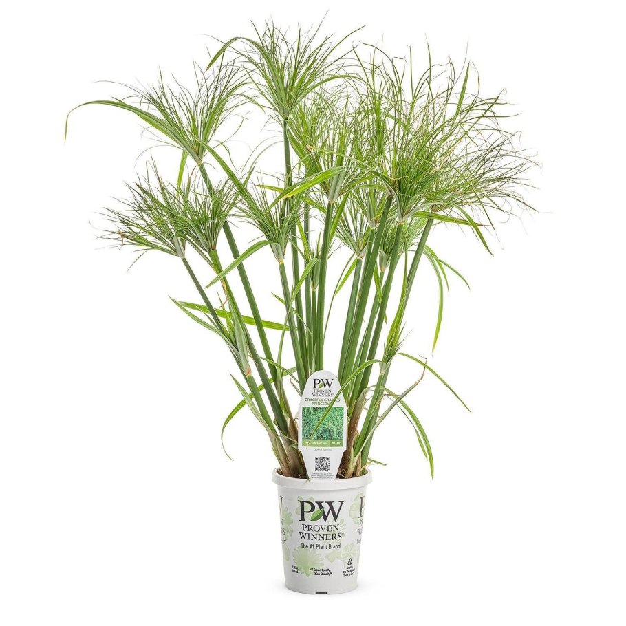 Циперус очереднолистный