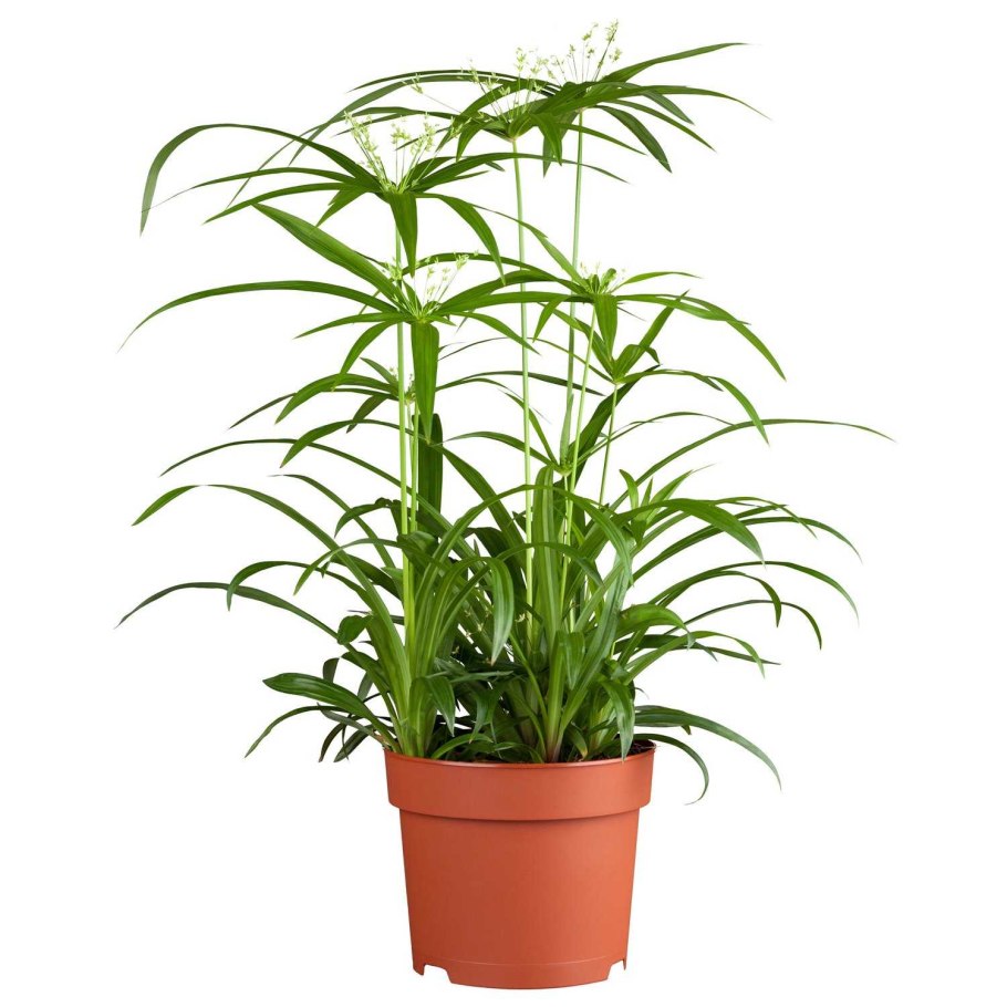 Циперус фараон