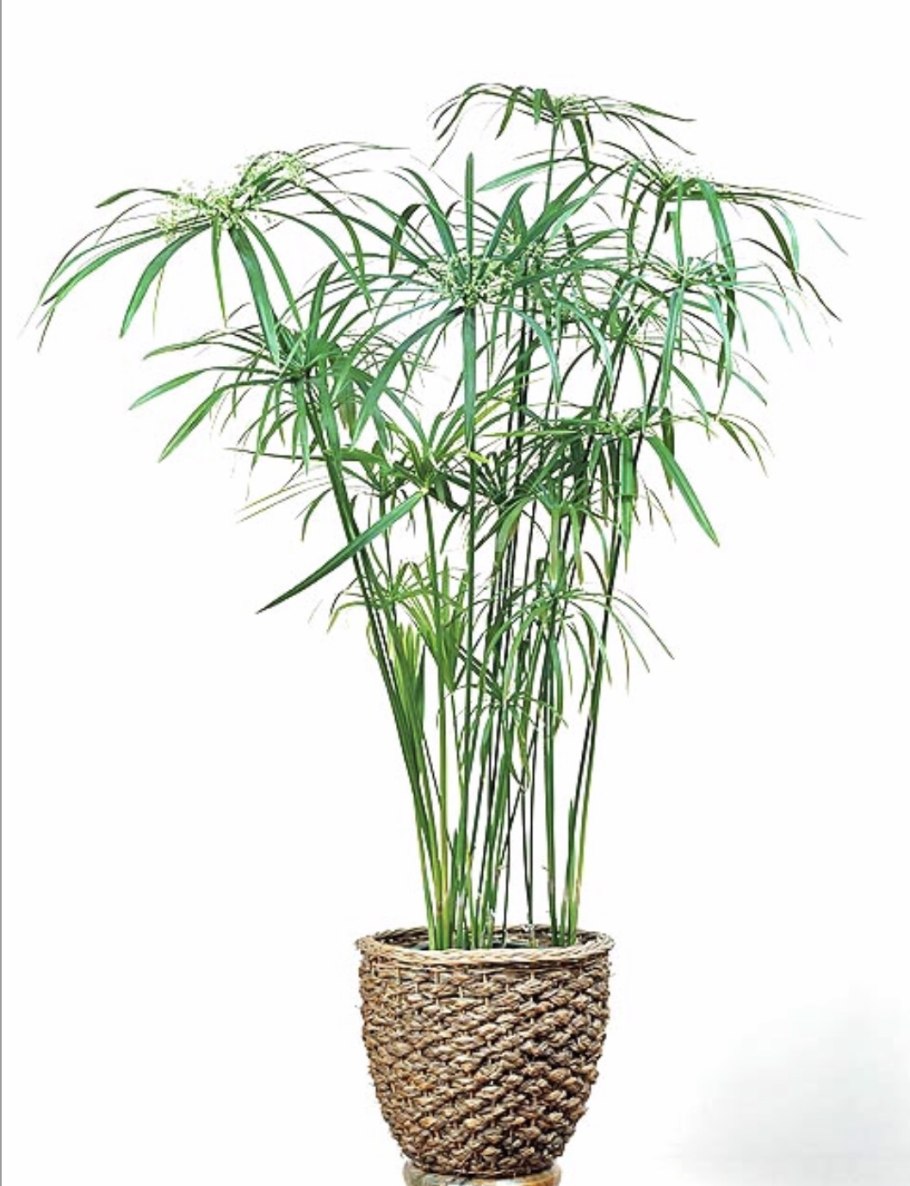 Цветок циперус папирус