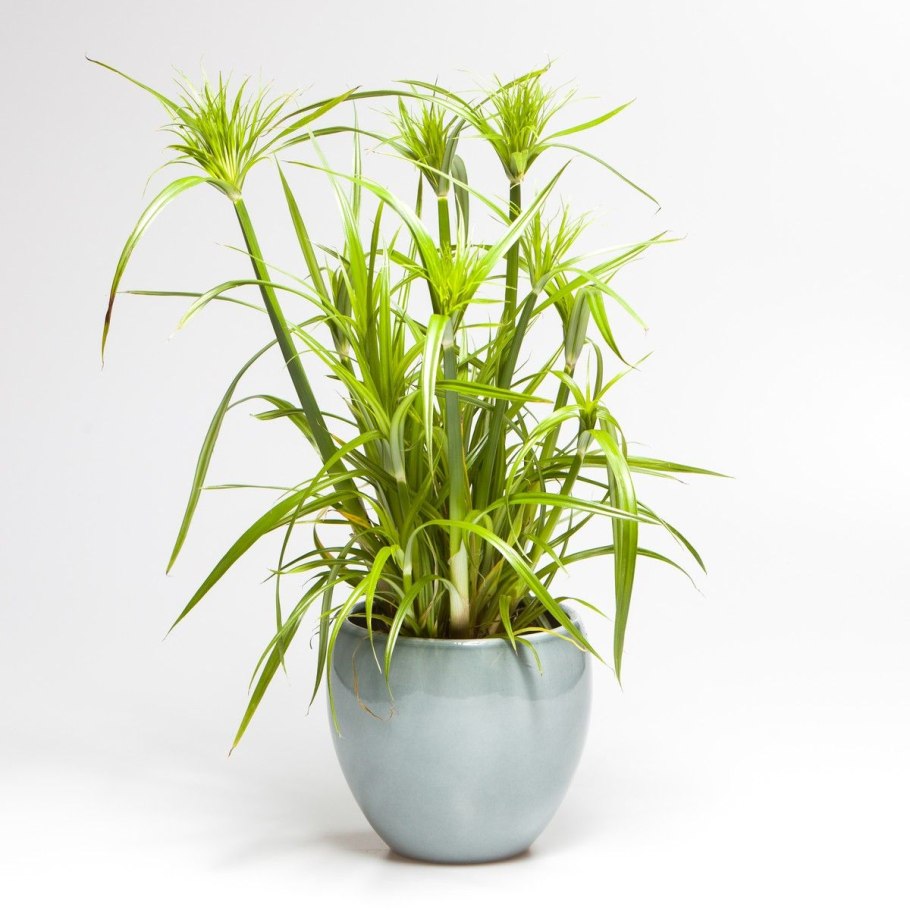 Циперус очереднолистный