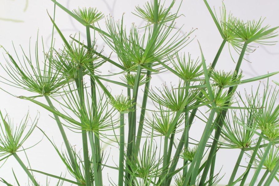 Циперус нанус