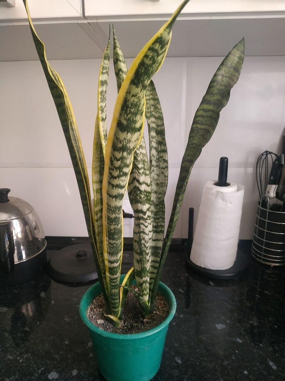 Циперус Вариегата