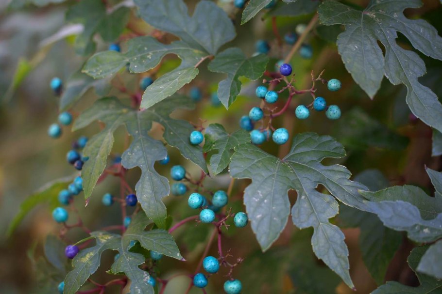 Виноградовник аконитолистный