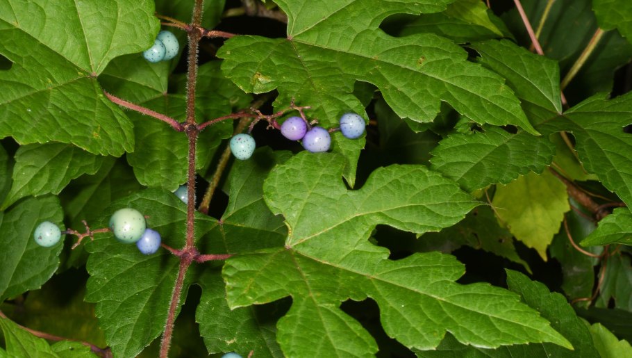 Ампелопсис аконитолистный