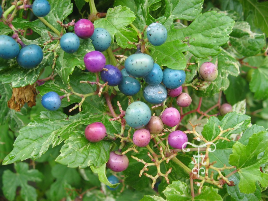 Виноградовник Ампелопсис