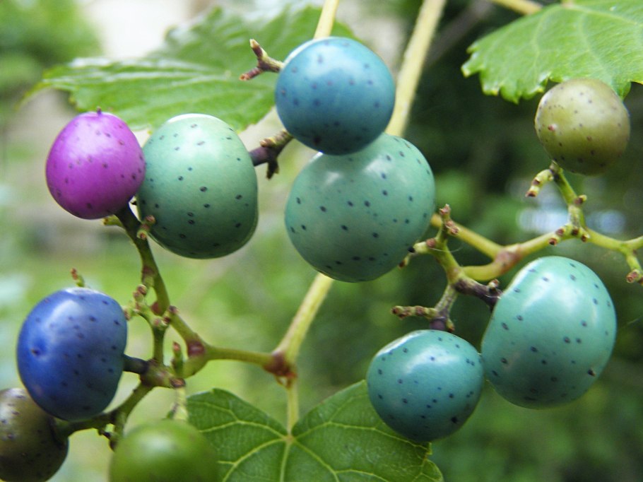 Ампелопсис аконитолистный