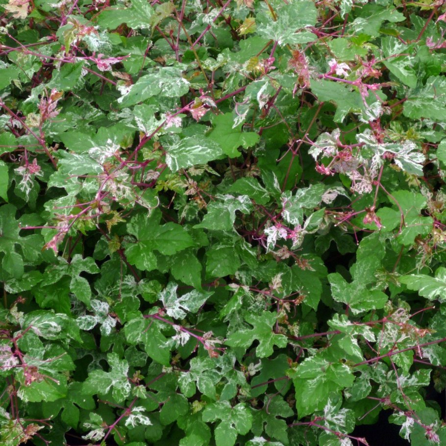 Ампелопсис короткоцветоножковый