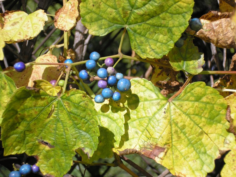 Виноградовник Бодинье