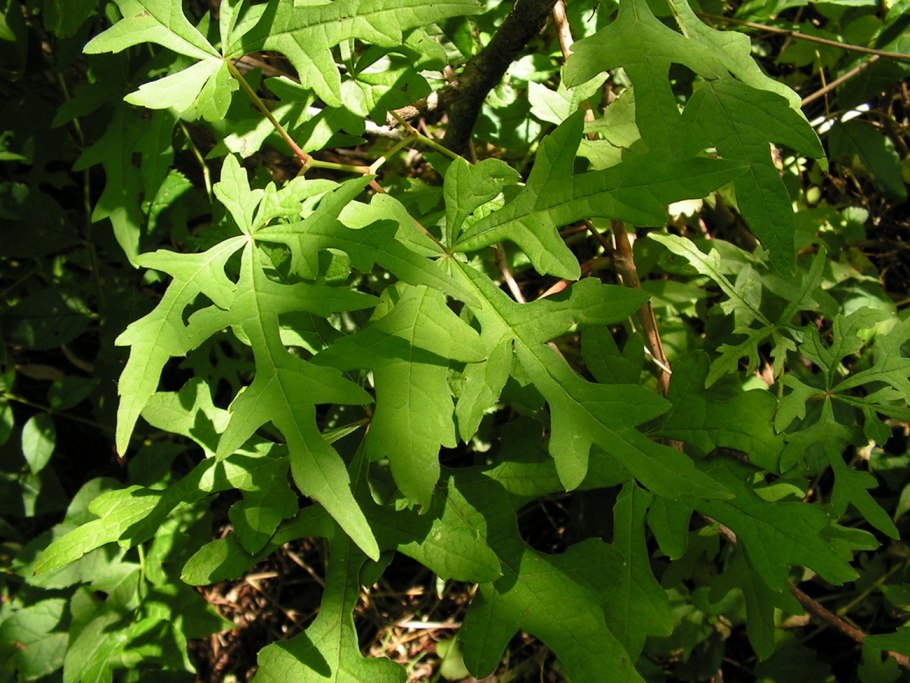 Ampelopsis glandulosa