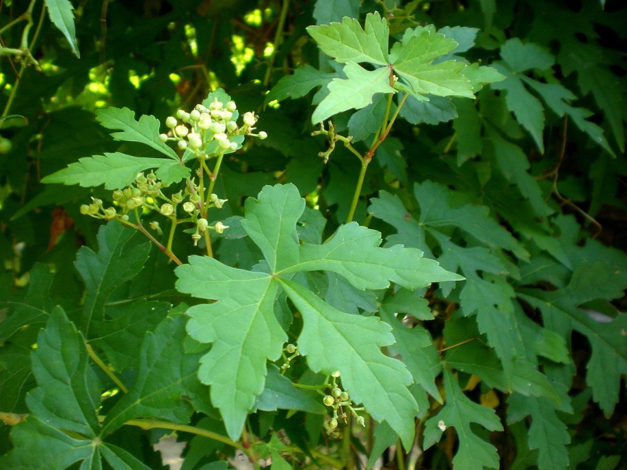 Чай зай Ampelopsis cantoniensis отзывы