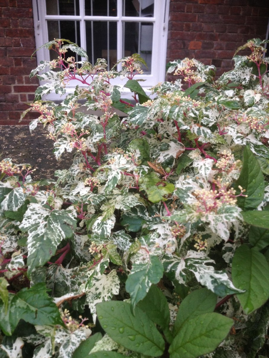 Виноградовник ампелопсис