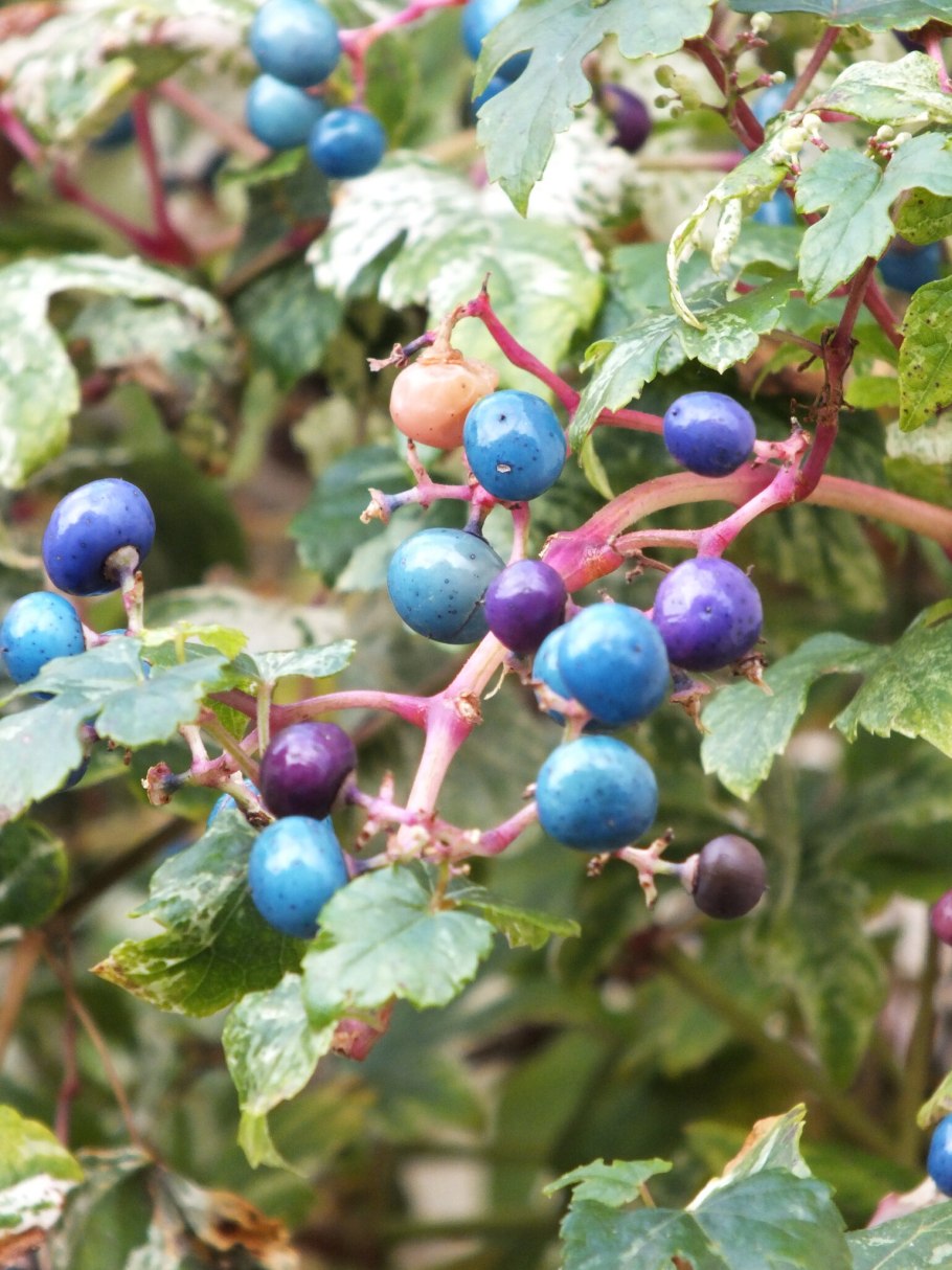 Ампелопсис аконитолистный