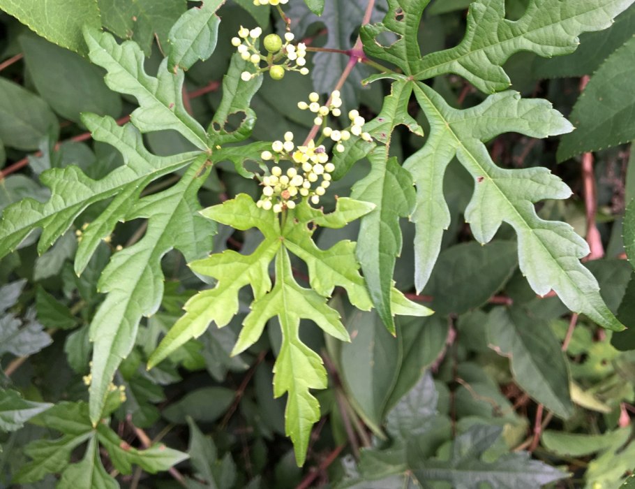 Виноградовник Ампелопсис