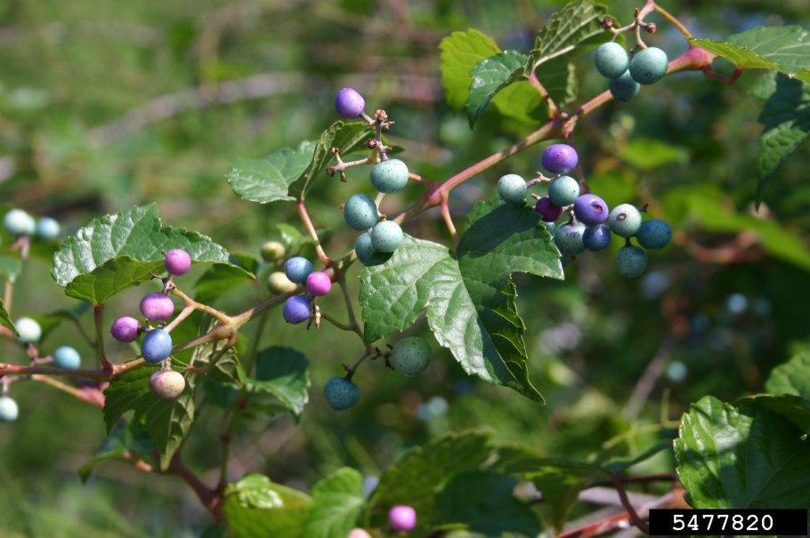 Ampelopsis heterophylla