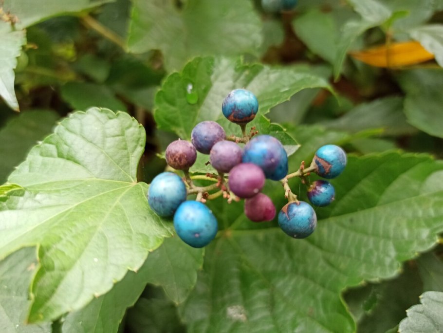 Виноградовник Ампелопсис