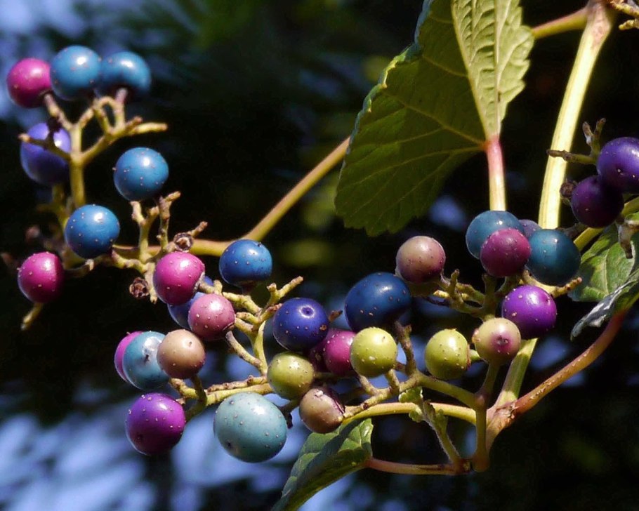 Ampelopsis grossedentata русское название