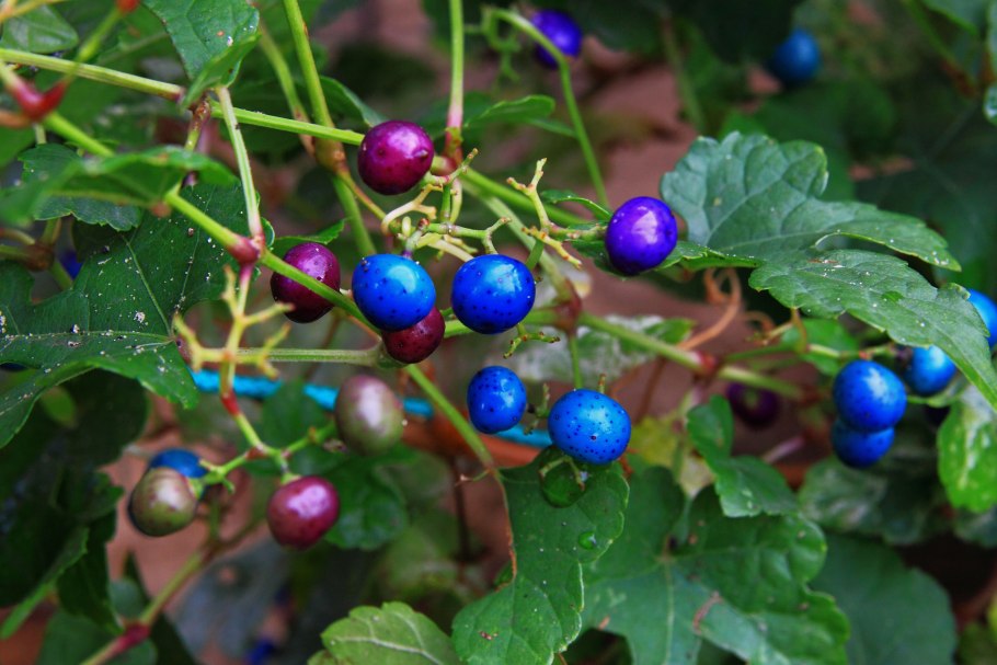 Виноградовник аконитолистный