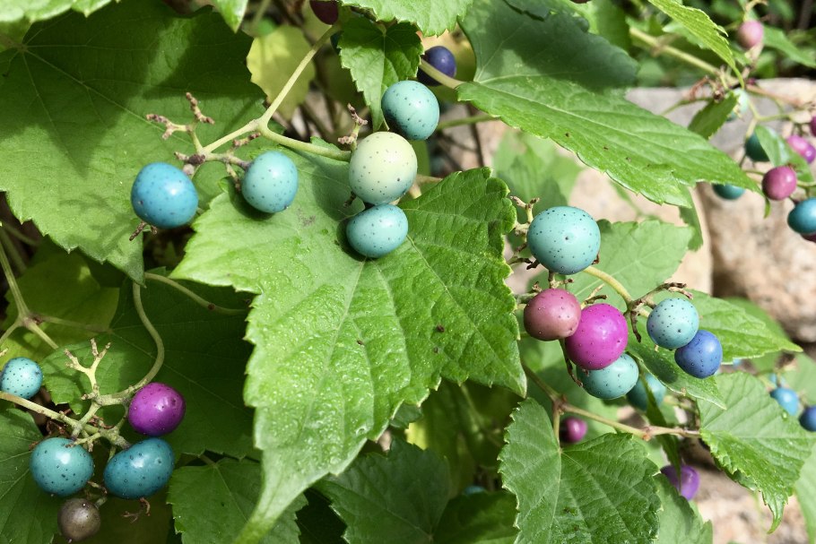 Виноградовник японский Ampelopsis japonica