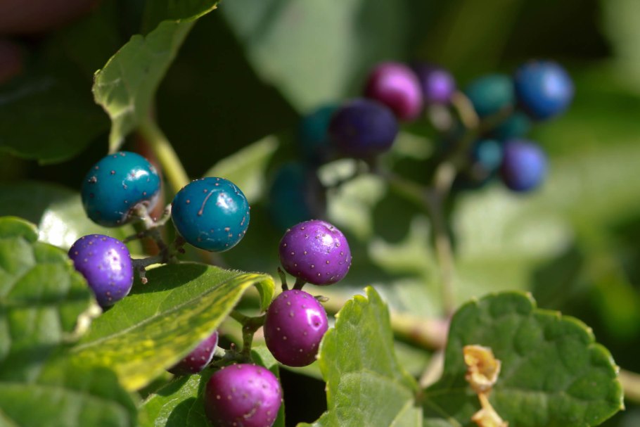 Виноградовник Ампелопсис