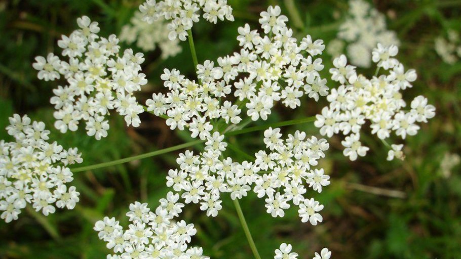 Бедренец или анис