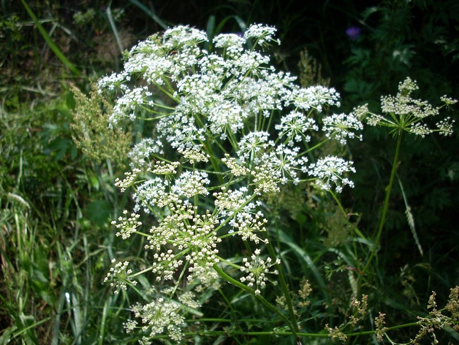 Бедренец анисовый