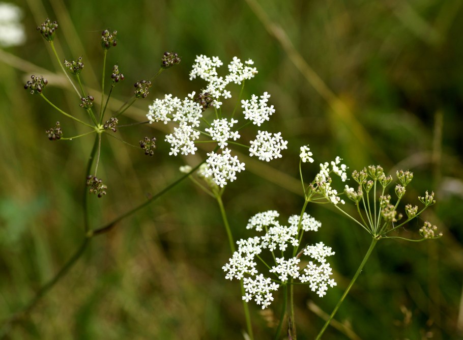 Pimpinella saxifraga