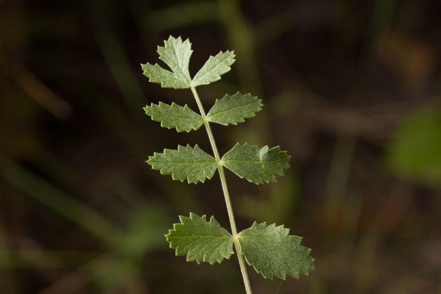 Бедренец камнеломковый (Pimpinella Saxifraga)