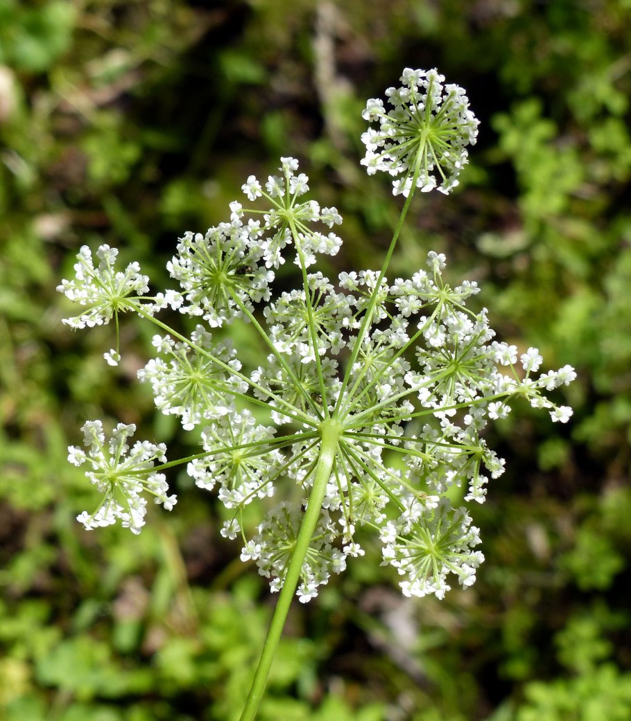 Дикая морковь – queen anne’s lace