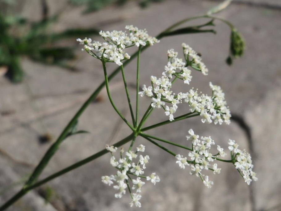 Бедренец камнеломковый (Pimpinella Saxifraga)