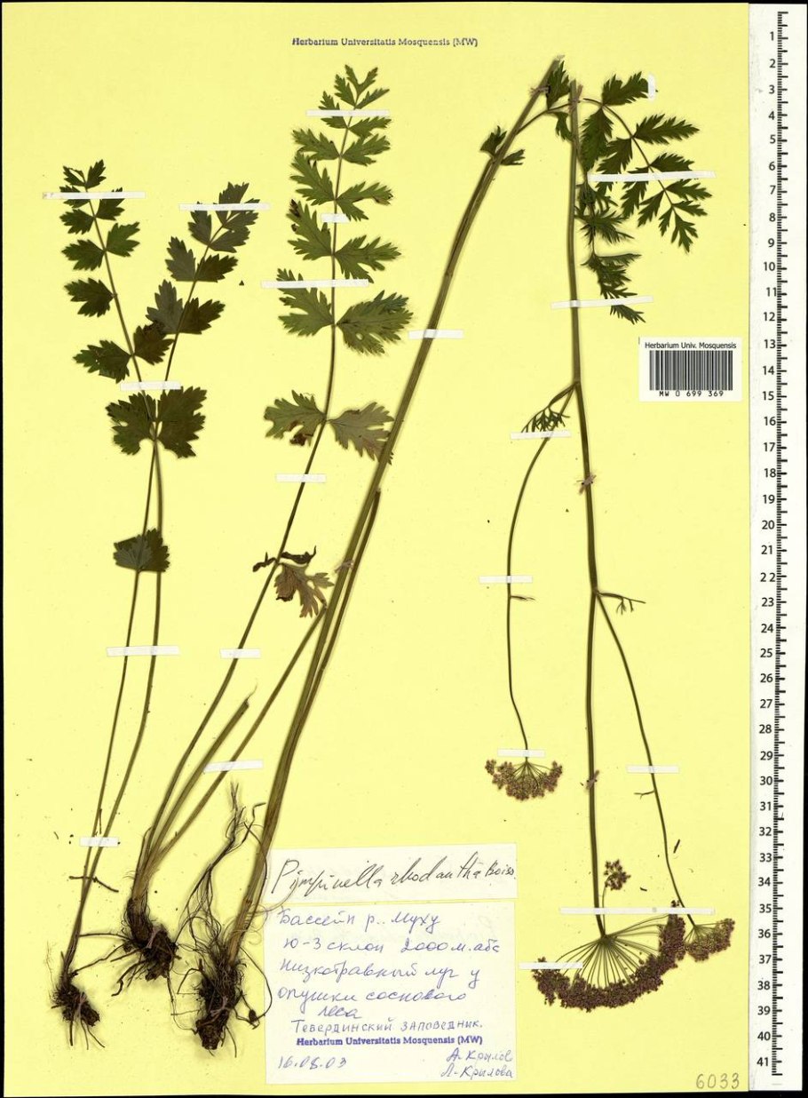 Бедренец камнеломковый — pimpinella saxifraga l.