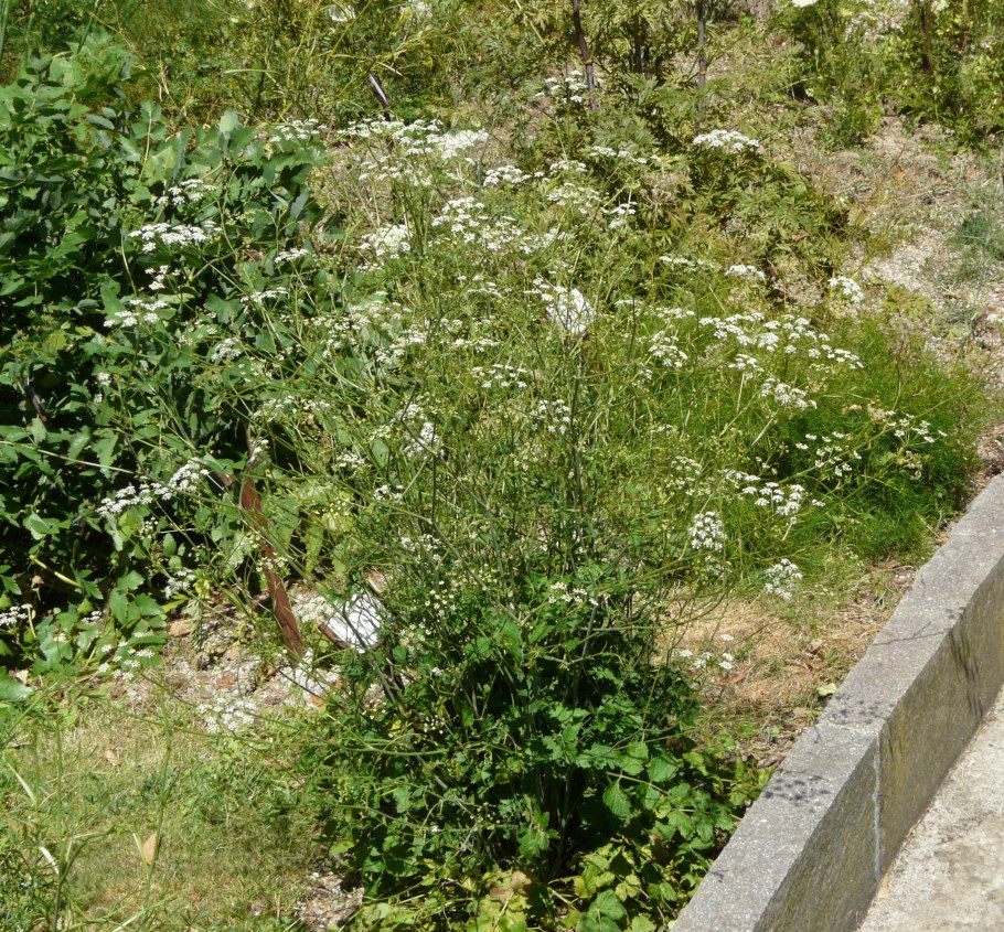 Купырь лесной anthriscus sylvestris