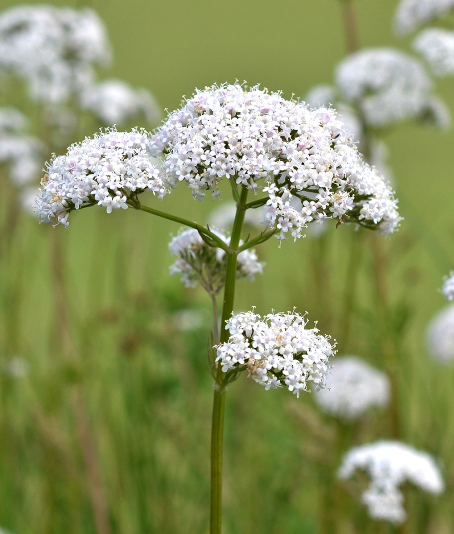 Valeriana officinalis l.