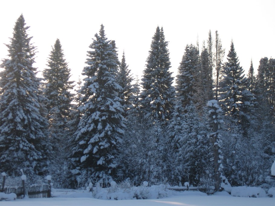 Сибирь Томск лес