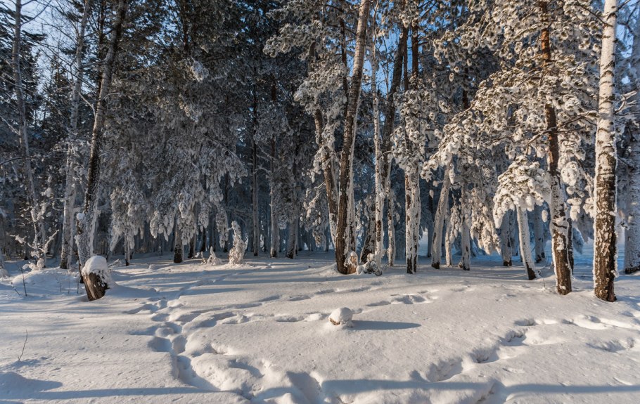 Сосновый Бор зима Сибирь
