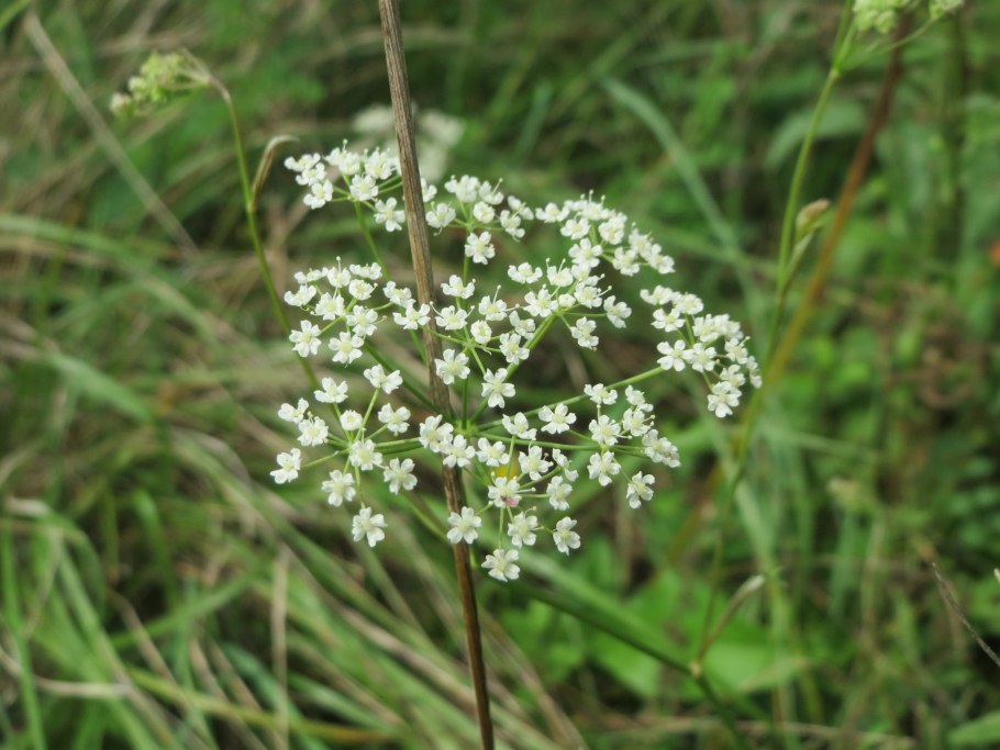Pimpinella anisum