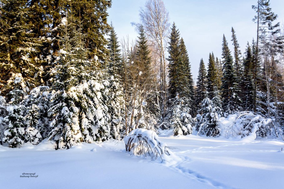 Леса Сибири зимой