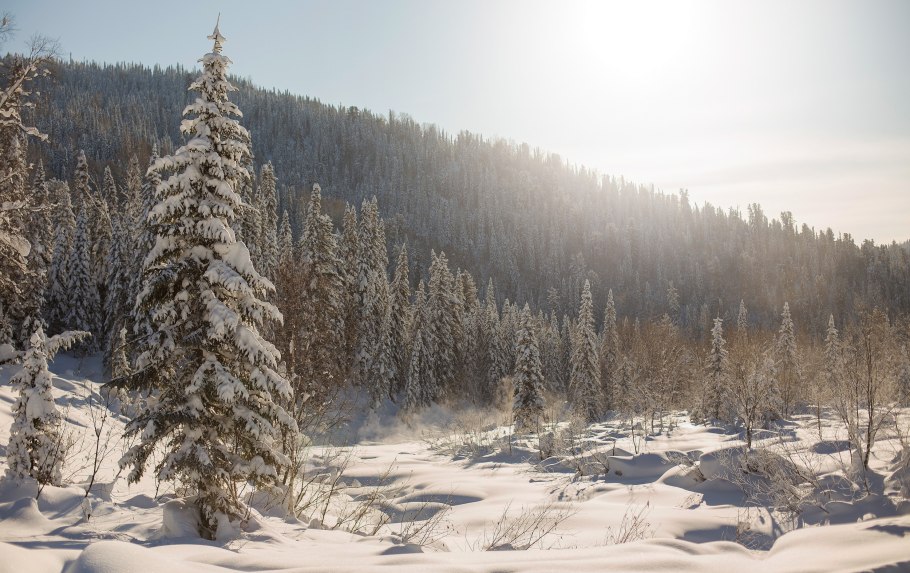 Зимняя Сибирская Тайга