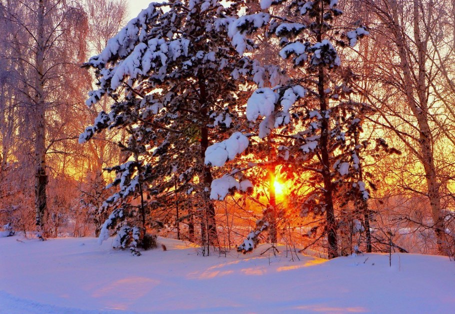 Зимний лес Сибири