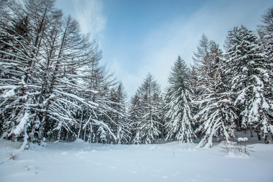Сибирская Тайга зимой