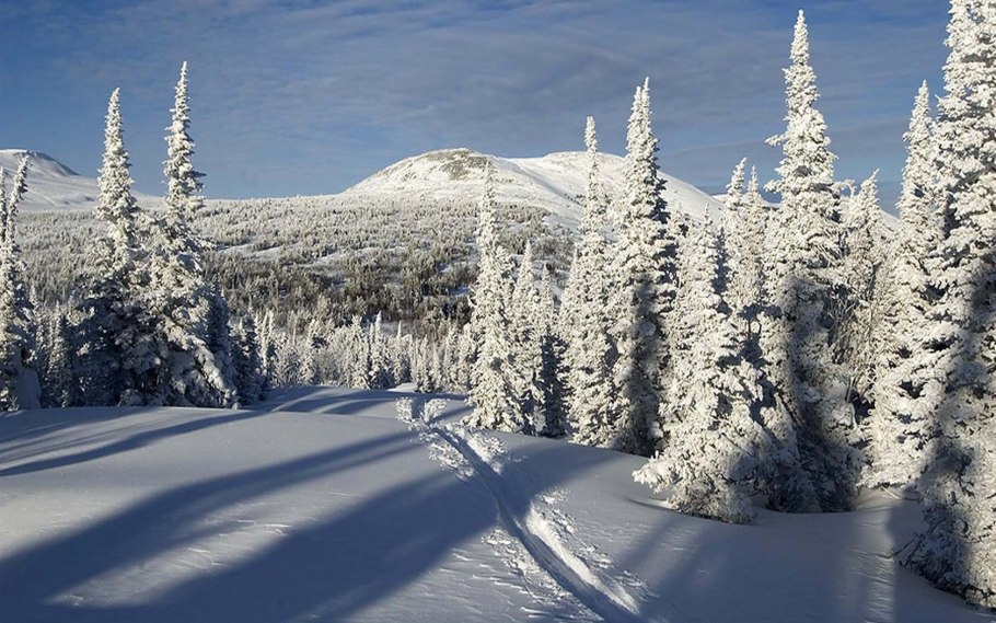 Зимняя Тайга