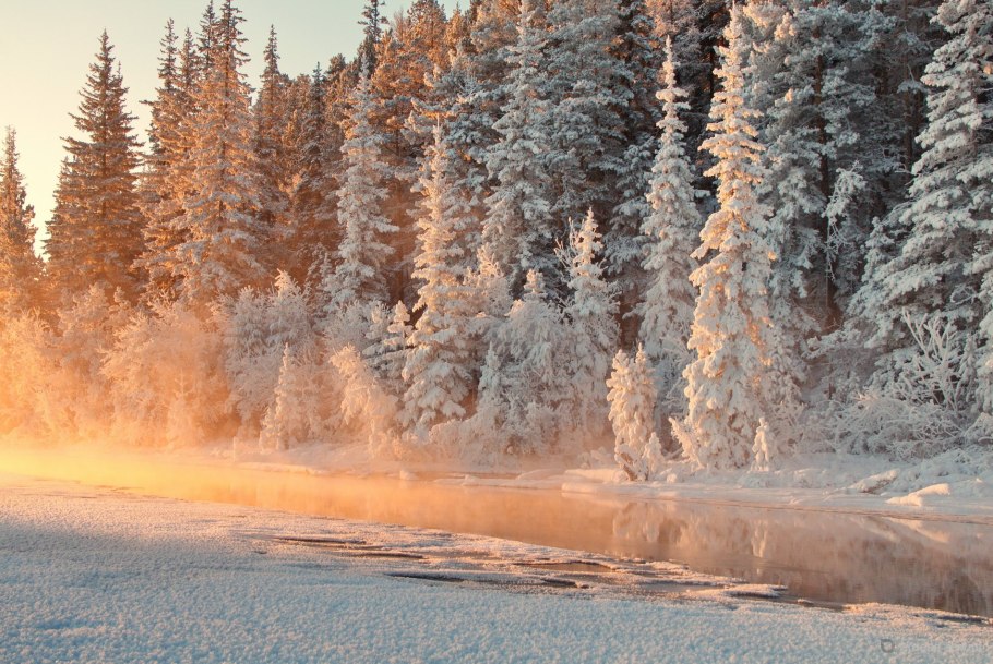 Морозный лес