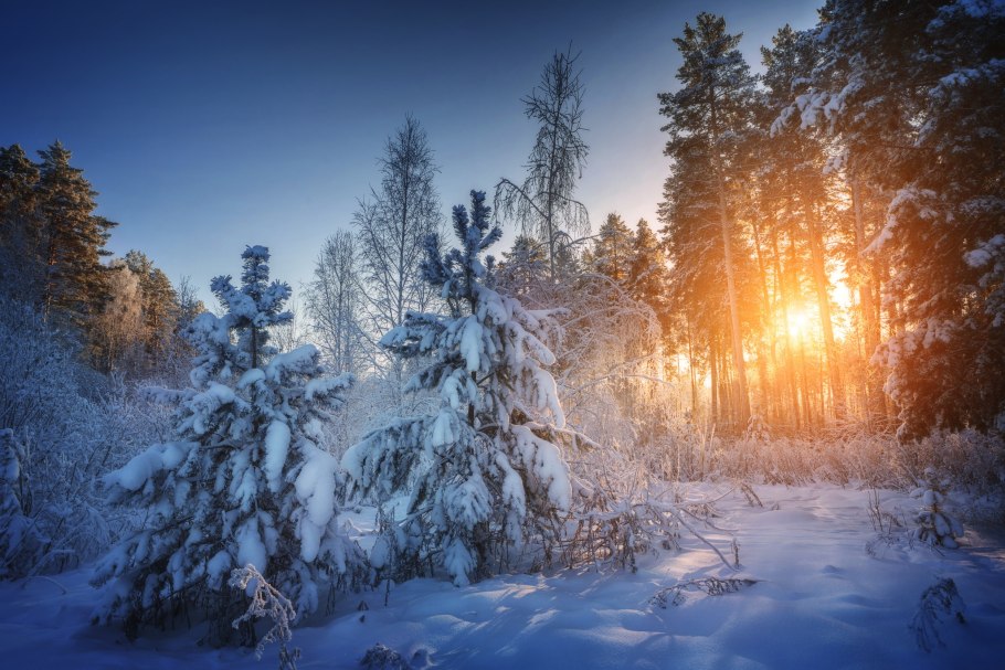 Зимний лес солнце