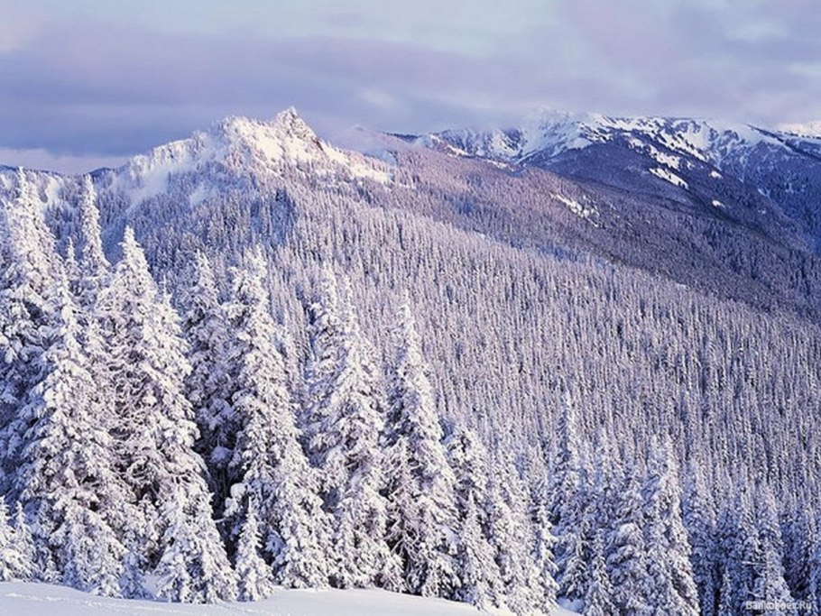 Сибирская Тайга зимой