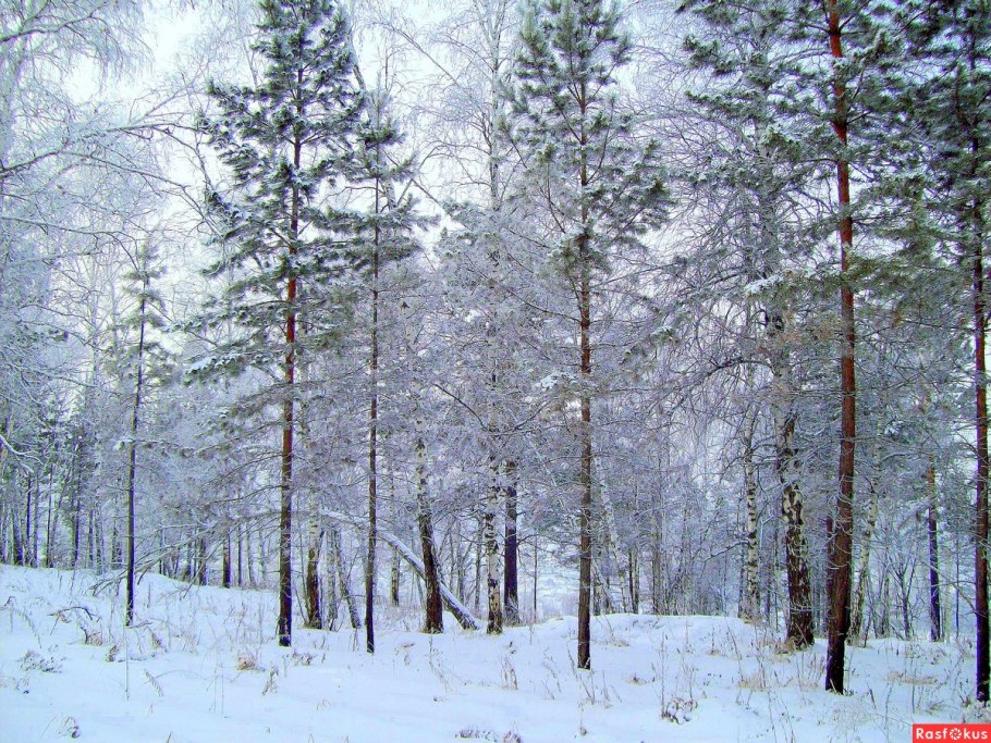 Зимний лес СССР