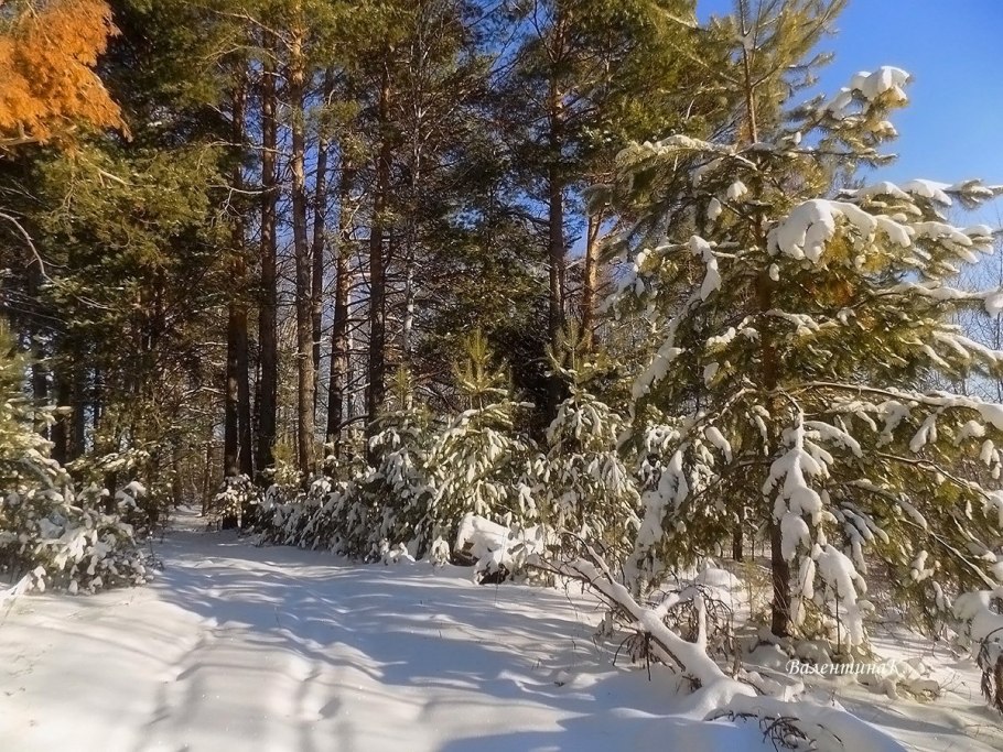 Сибирь Томск лес