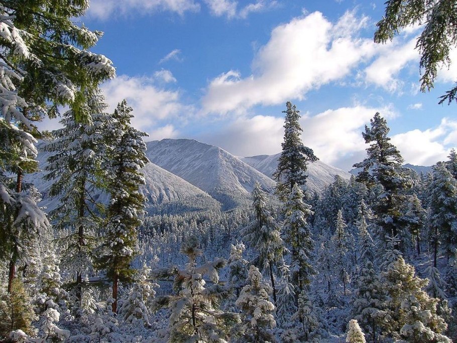 Саянская Тайга зимой