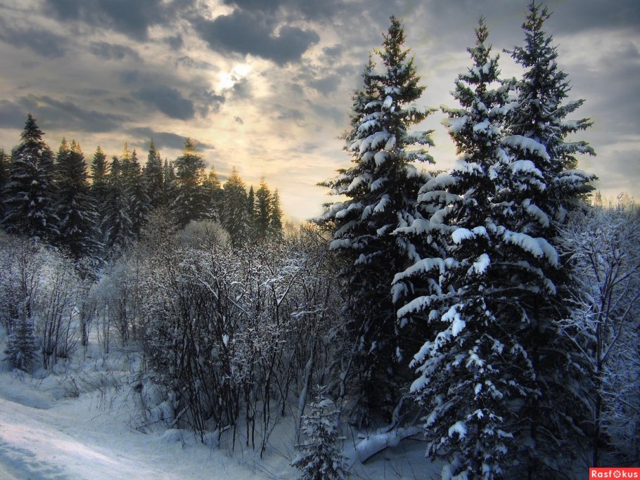 Сибирь Снежная Тайга