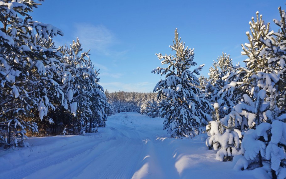 Сибирский лес зимой
