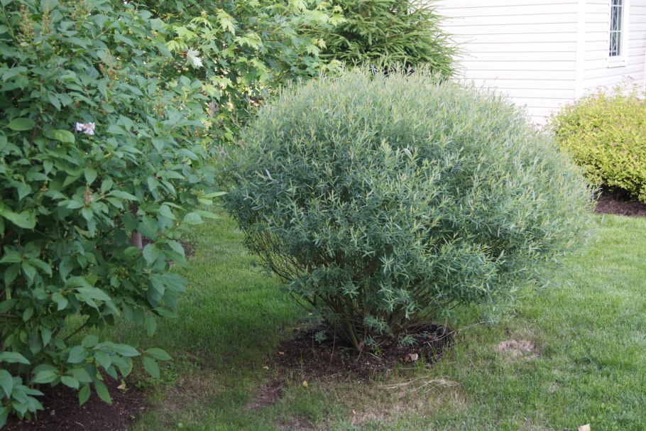 Ива увлажненная (Salix irrorata)